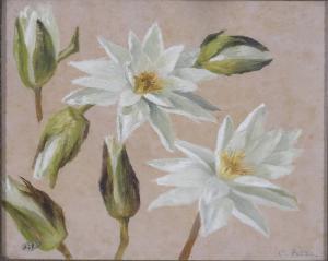 Fiori bianchi