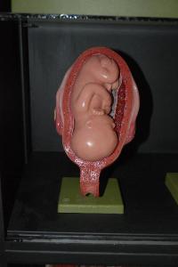 Modello anatomico di utero con feto - medicina e biologia