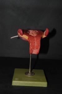 Modello anatomico di utero con embrione - medicina e biologia