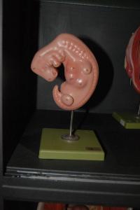Modello anatomico di embrione - medicina e biologia