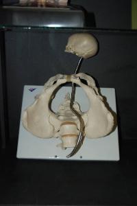 Modello anatomico di tronco - medicina e biologia