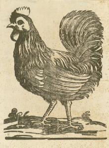 Il gallo