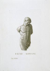 Fauno giovane